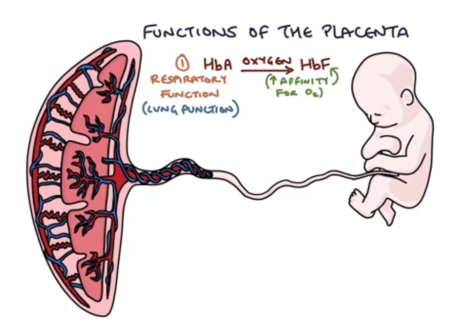 Function of the placenta